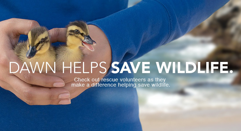 Cause Marketing Example - Dawn Saves Wildlife